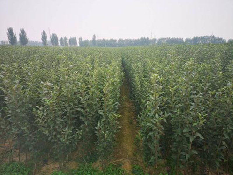 瑞雪蘋果苗瑞雪蘋果苗